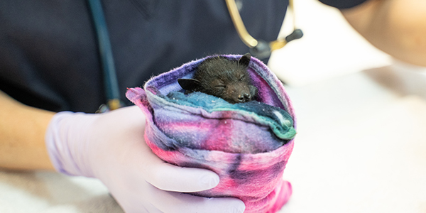 RSPCA Wildlife Hospital - Flying Fox